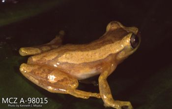 Media type: image;   Herpetology A-98015 Description: Photo of animal in life, taken in the field by Dr. Kenneth Ichiro Miyata. A slide of the photo was scanned in 2012 by Melissa Wooley.;  Aspect: lateral